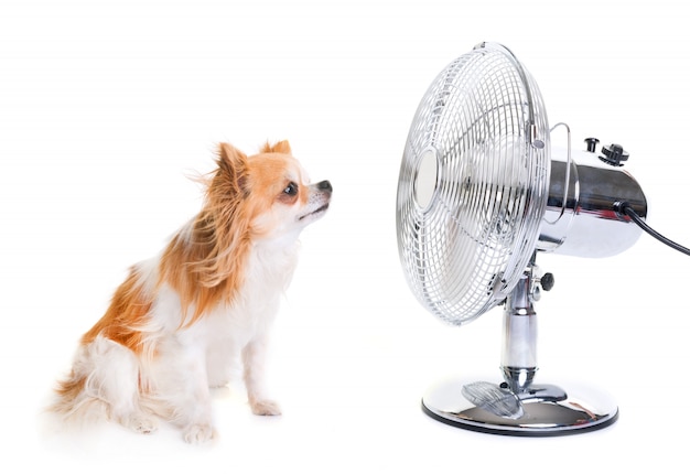 chihuahua and fan