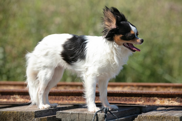 Chihuahua on a fisherman pontoon