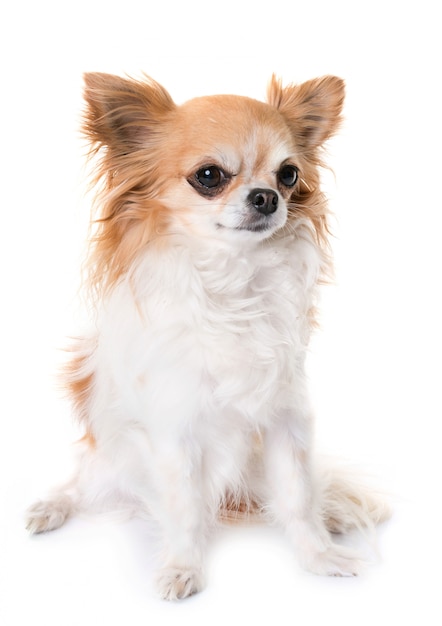 chihuahua howling in studio