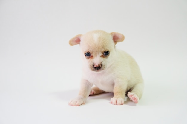 Chihuahua is a white sugar, one month old, on a white background.