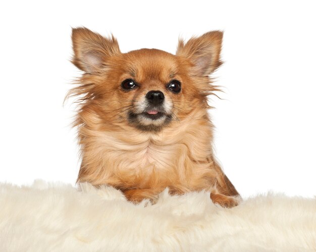 Chihuahua leaning on fur cushion against white background