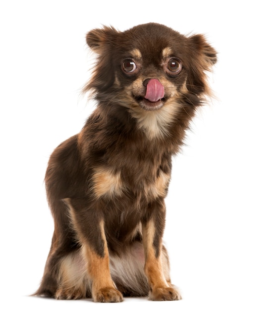 Chihuahua licking in front of a white wall