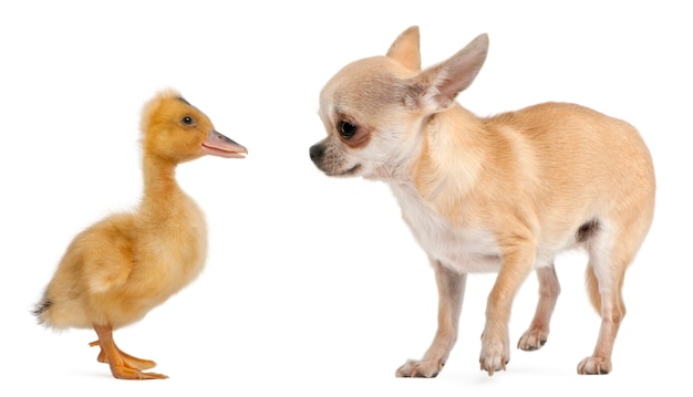 Chihuahua playing with a domestic duckling