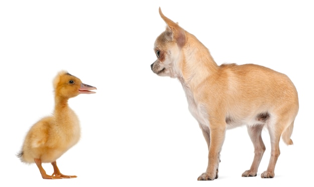 Chihuahua playing with a domestic duckling