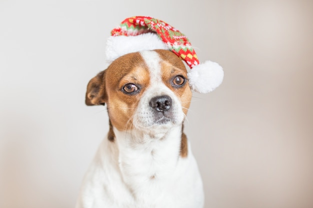 Chihuahua Portrait in christmas hat looking at camera