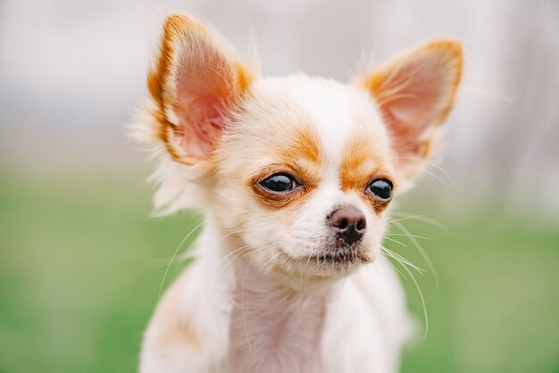 Chihuahua portrait. White long-haired chihuahua puppy portrait. chihuahua white cute portrait