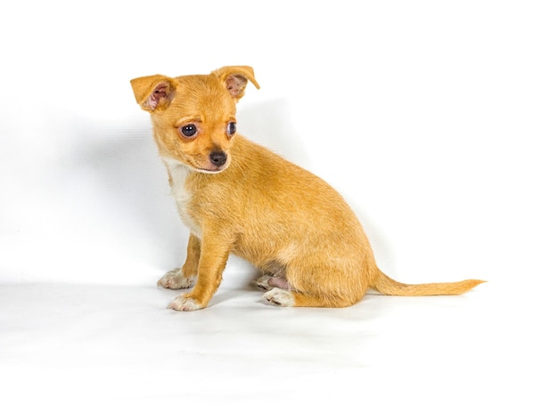 Chihuahua puppy 3 months in front of a white background