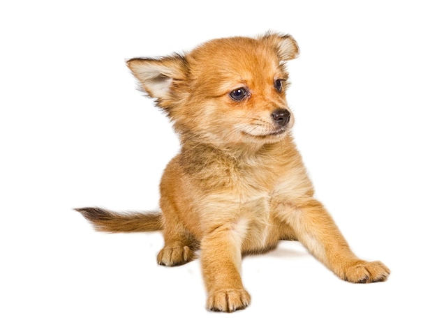 Chihuahua puppy 3 months in front of a white background