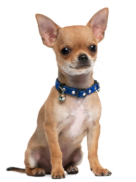 Chihuahua puppy, 3 months old, sitting in front of white wall