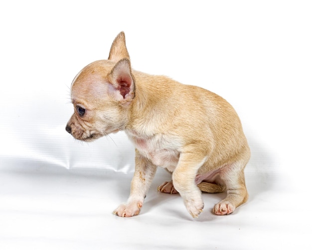 Chihuahua puppy in front of white background