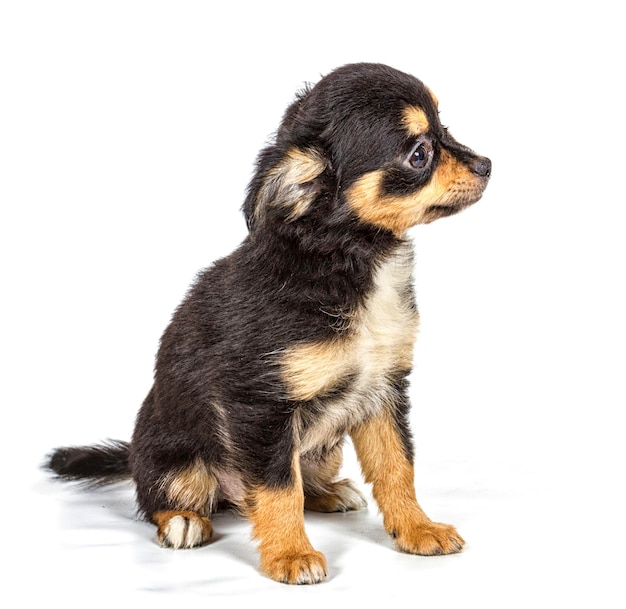 Chihuahua puppy in front of white background