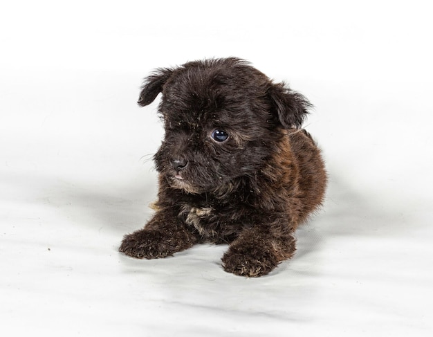 Chihuahua puppy in front of white background