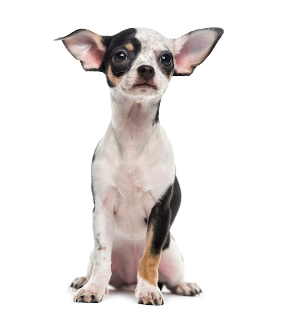 Chihuahua puppy in front of a white wall