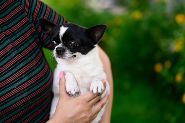 Chihuahua Puppy Lies in Arms of Mistress with her Paws Tucked in Dog Bulged its Eyes and Looks Away