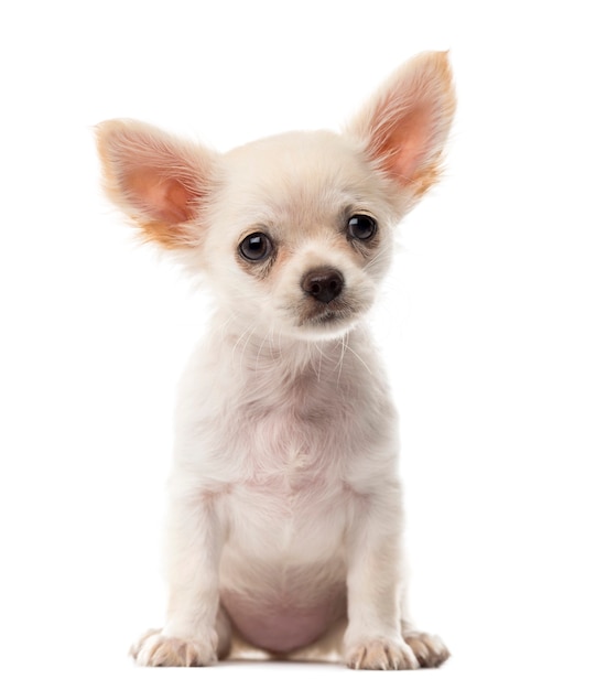 Chihuahua puppy sitting in front of a white wall