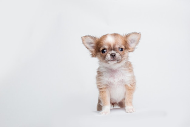 chihuahua puppy on a white background