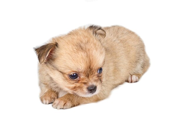 Chihuahua puppy on white background