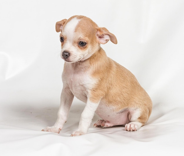 Chihuahua puppy on white background