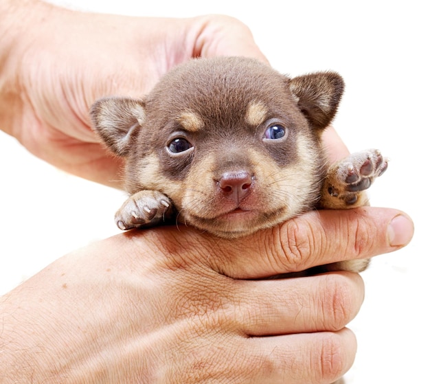 Chihuahua puppy on white