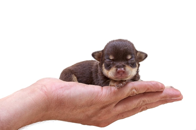 Chihuahua puppy on white