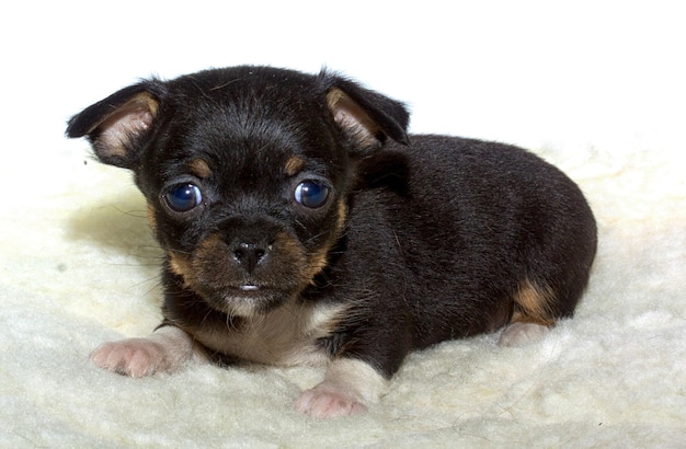 Chihuahua puppy