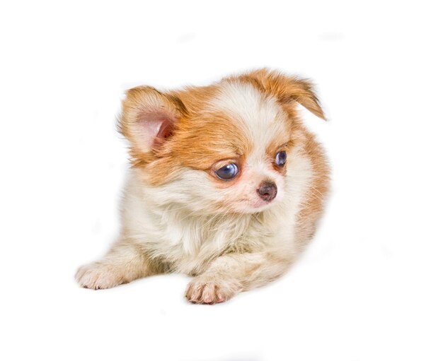 Chihuahua puppy