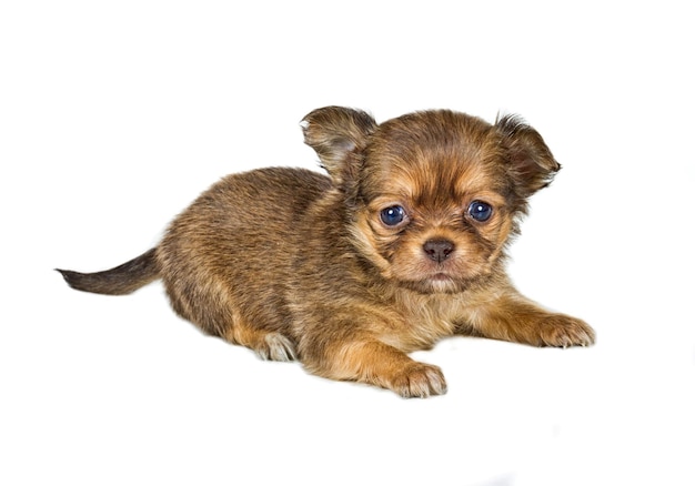 Chihuahua puppy