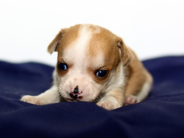 Chihuahua puppy