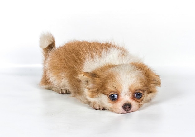 Chihuahua puppy