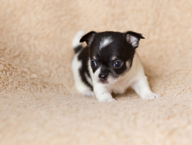 chihuahua puppy