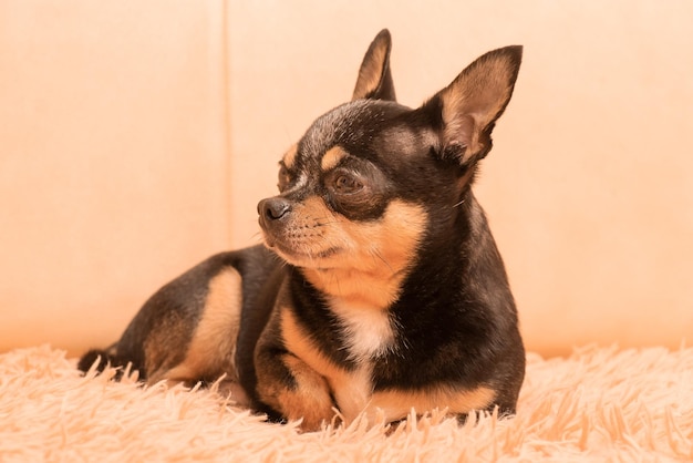 Chihuahua resting on a beige sofa at home Portrait of a pet adult dog