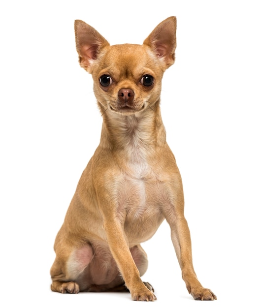 Chihuahua sitting isolated on white