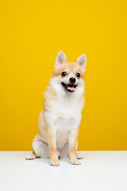 Chihuahua sitting on a white table, quality photos. on a liang color background