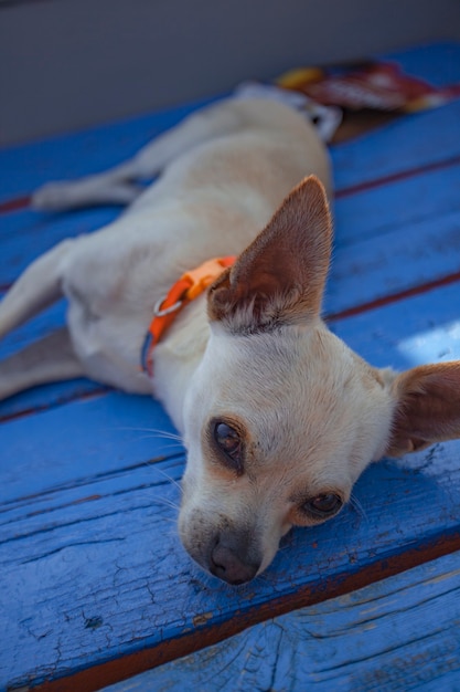 Chihuahua sleeping in a wodden floor