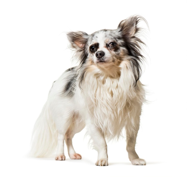 Chihuahua standing against white background