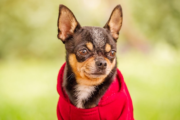 Chihuahua tricolor shorthaired dog in clothes Mini dog in a red hoodie