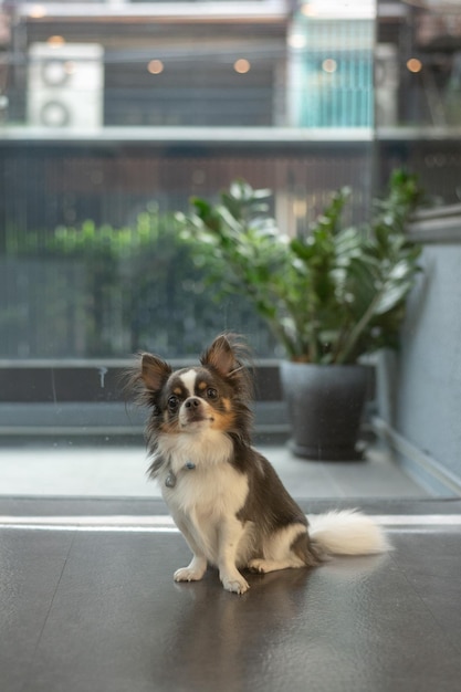 A Chihuahua with brown-and-white fur sits inside the restaurant, eagerly waiting to welcome customer