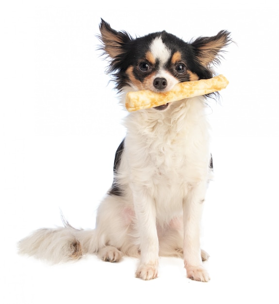 Chihuahua with a chewy treat