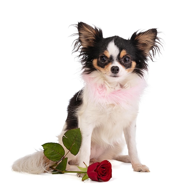 Chihuahua with a rose to celebrate love on a white background