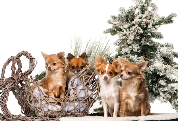 Chihuahuas in front of a Christmas scenery