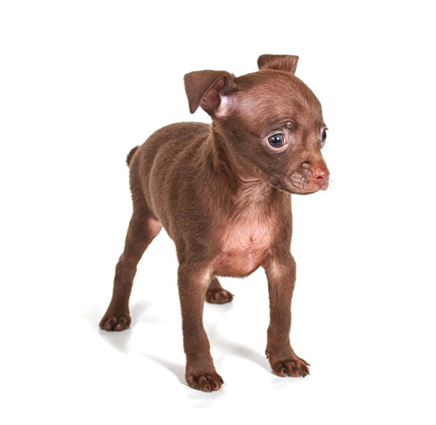 Chihuhua puppy on the white background