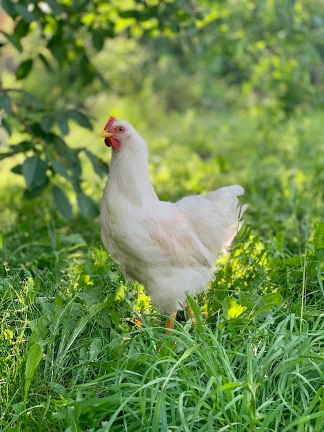 the chikens on the farm