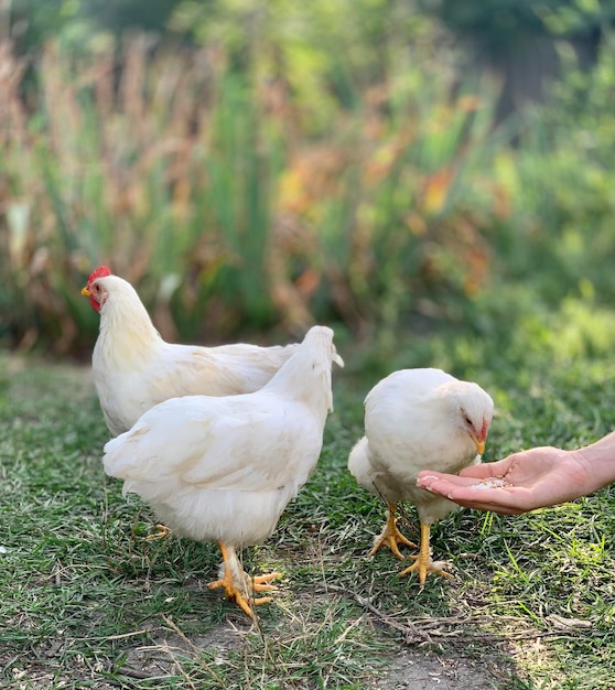 the chikens on the farm