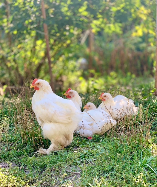 the chikens on the farm