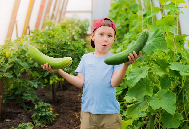 A child in amazement holding a large giant cucumbers in the greenhouse.