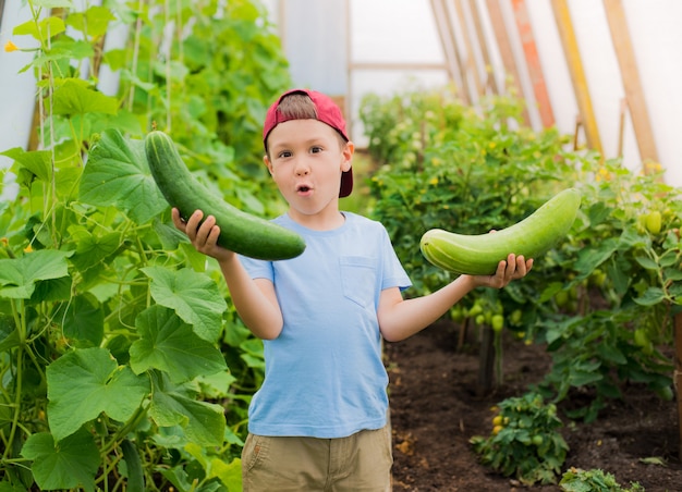 A child in amazement holding a large giant cucumbers in the greenhouse.