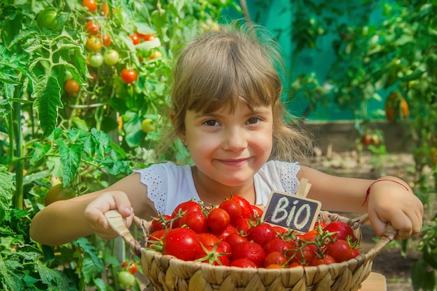 The child collects a crop of tomatoes. 