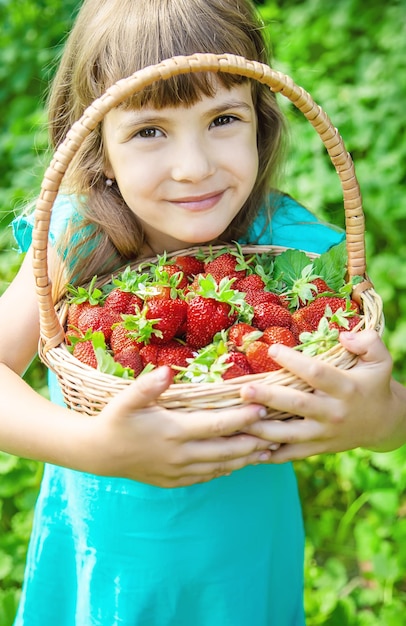 The child collects strawberries in the garden Selective focus