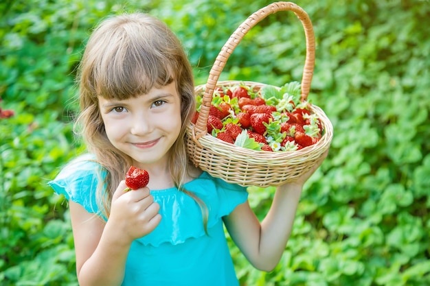 The child collects strawberries in the garden Selective focus