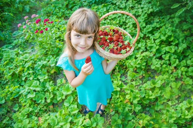 The child collects strawberries in the garden Selective focus